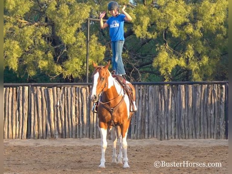 American Quarter Horse Castrone 15 Anni Sauro ciliegia in Weatherford, TX