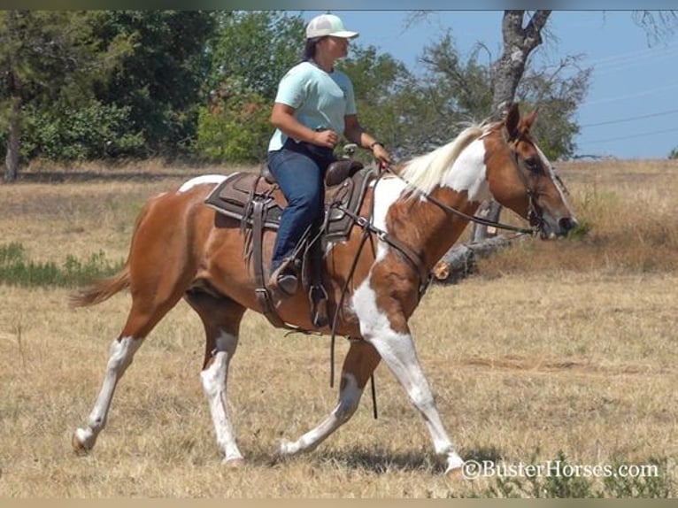 American Quarter Horse Castrone 15 Anni Sauro ciliegia in Weatherford, TX