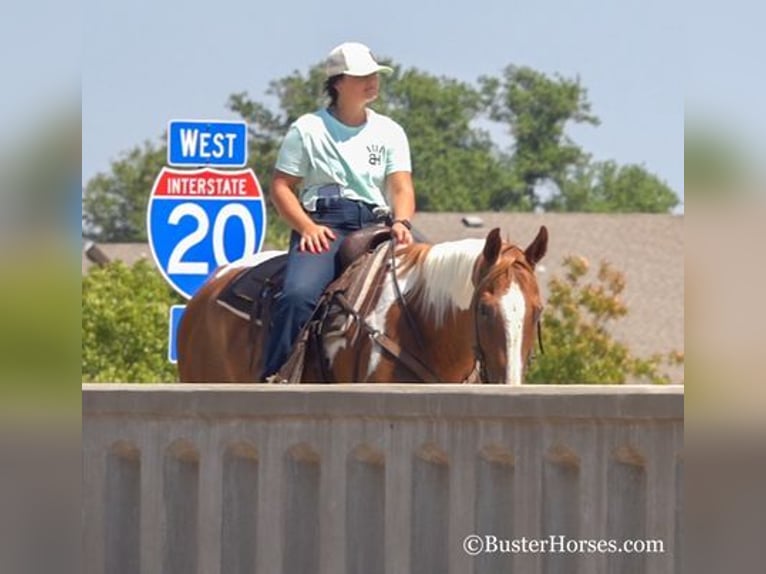 American Quarter Horse Castrone 15 Anni Sauro ciliegia in Weatherford, TX