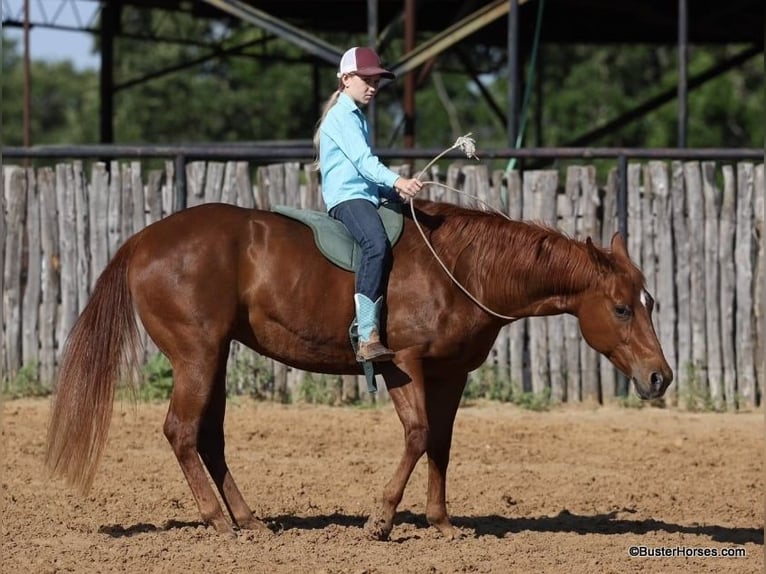 American Quarter Horse Castrone 15 Anni Sauro ciliegia in Weatherford TX