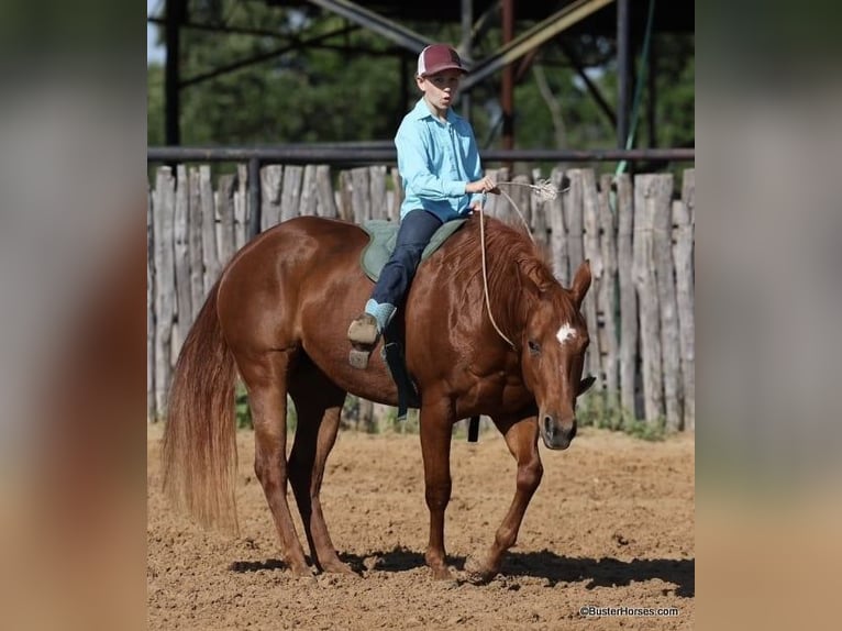 American Quarter Horse Castrone 15 Anni Sauro ciliegia in Weatherford TX