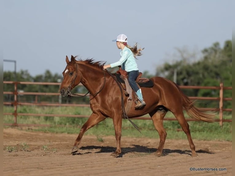 American Quarter Horse Castrone 15 Anni Sauro ciliegia in Weatherford TX