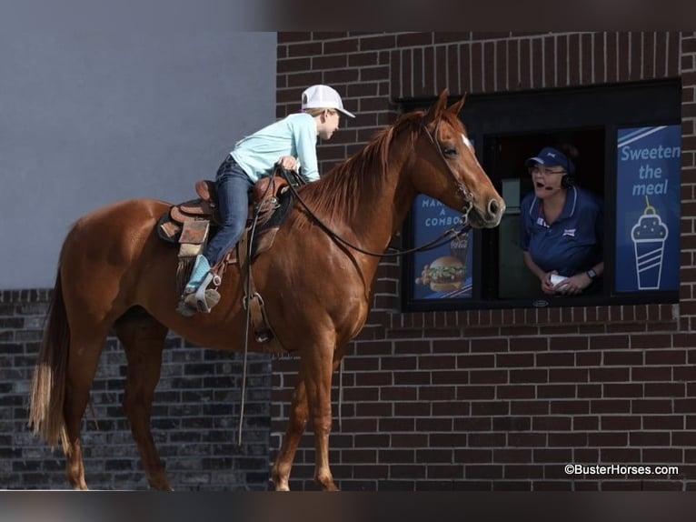 American Quarter Horse Castrone 15 Anni Sauro ciliegia in Weatherford TX