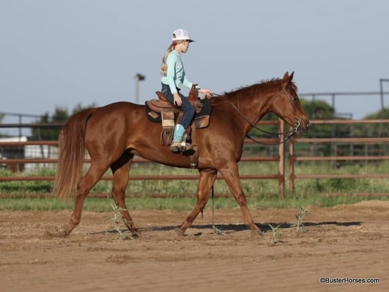 American Quarter Horse Castrone 15 Anni Sauro ciliegia in Weatherford TX