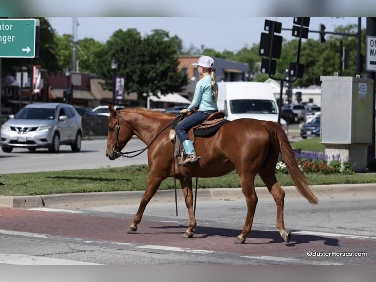 American Quarter Horse Castrone 15 Anni Sauro ciliegia in Weatherford TX