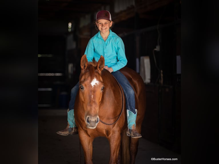 American Quarter Horse Castrone 15 Anni Sauro ciliegia in Weatherford TX