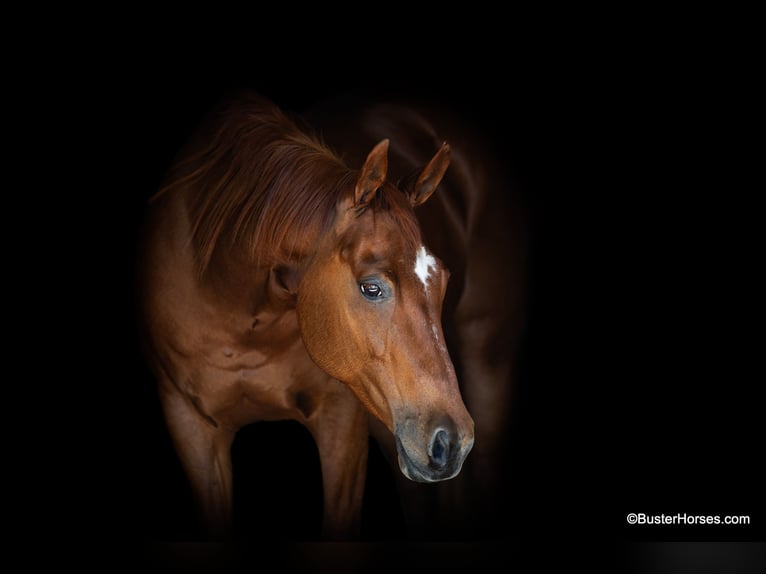 American Quarter Horse Castrone 15 Anni Sauro ciliegia in Weatherford TX