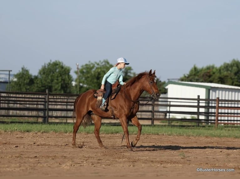 American Quarter Horse Castrone 15 Anni Sauro ciliegia in Weatherford TX