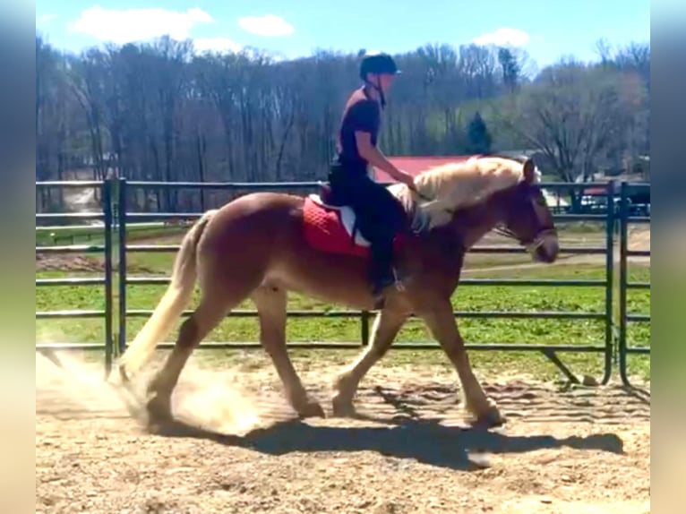 American Quarter Horse Castrone 15 Anni Sauro ciliegia in Borden IN