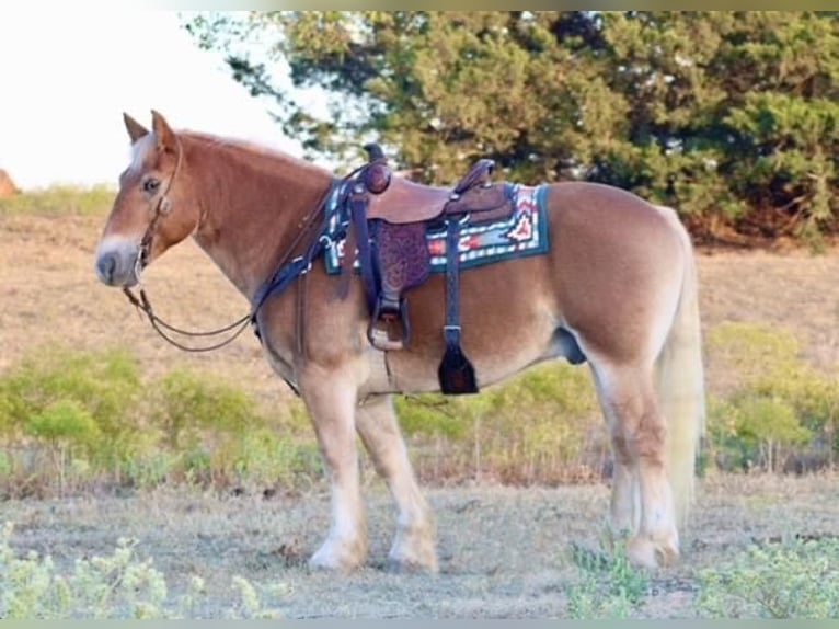 American Quarter Horse Castrone 15 Anni Sauro ciliegia in Borden IN