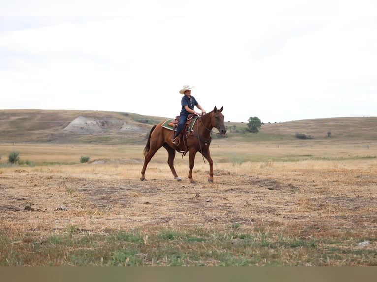 American Quarter Horse Castrone 15 Anni Sauro ciliegia in Ripley