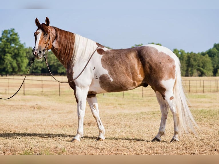 American Quarter Horse Castrone 15 Anni Sauro scuro in Lipan TX