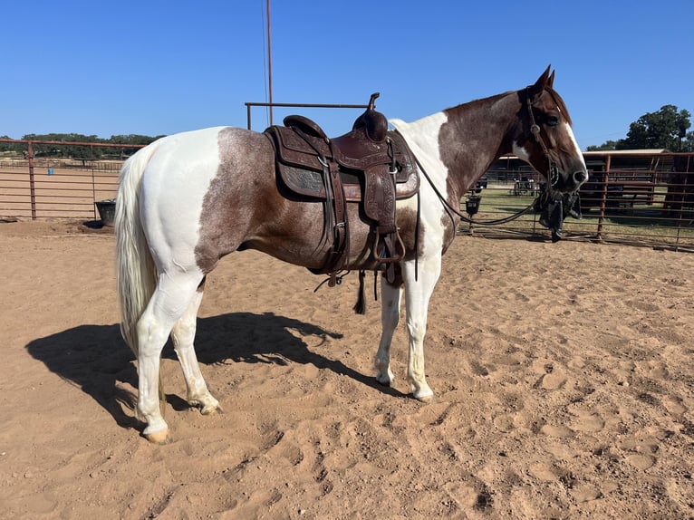 American Quarter Horse Castrone 15 Anni Sauro scuro in Lipan TX