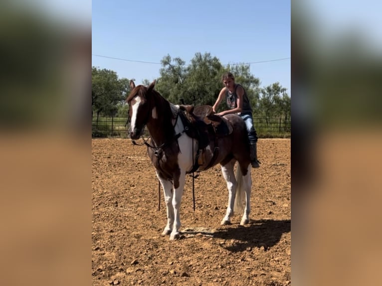 American Quarter Horse Castrone 15 Anni Sauro scuro in Lipan TX