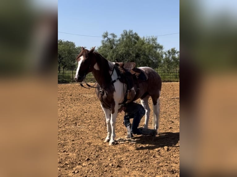 American Quarter Horse Castrone 15 Anni Sauro scuro in Lipan TX