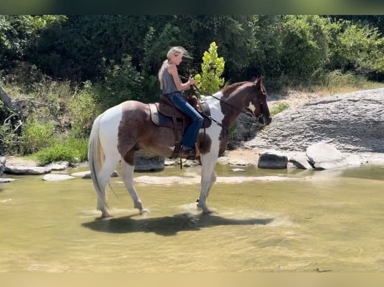 American Quarter Horse Castrone 15 Anni Sauro scuro in Lipan TX