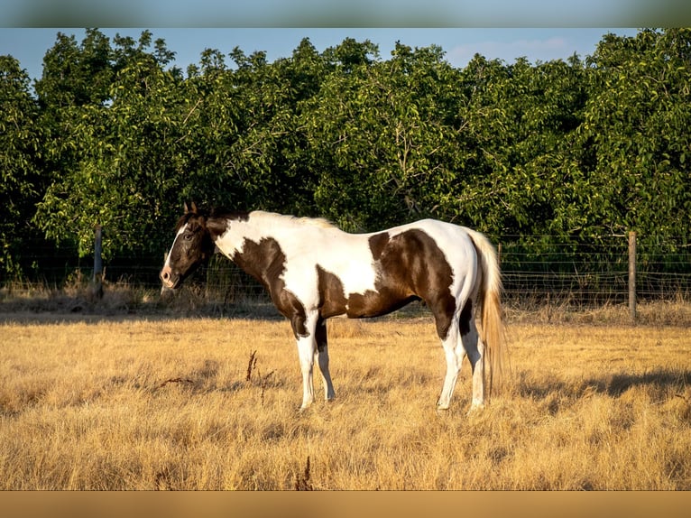 American Quarter Horse Castrone 15 Anni Tobiano-tutti i colori in Lodi CA