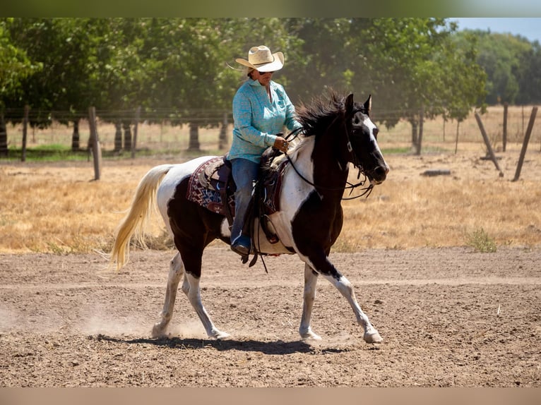 American Quarter Horse Castrone 15 Anni Tobiano-tutti i colori in Lodi CA