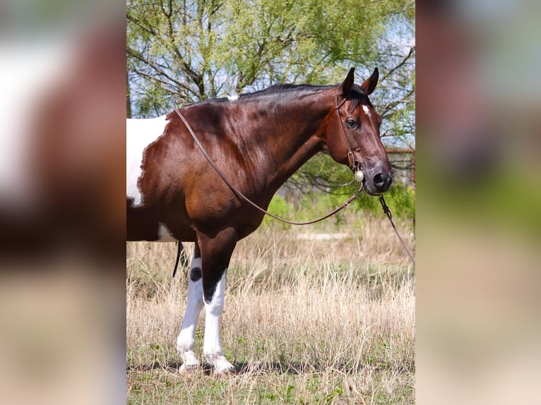 American Quarter Horse Castrone 15 Anni Tobiano-tutti i colori in Weatherford, TX