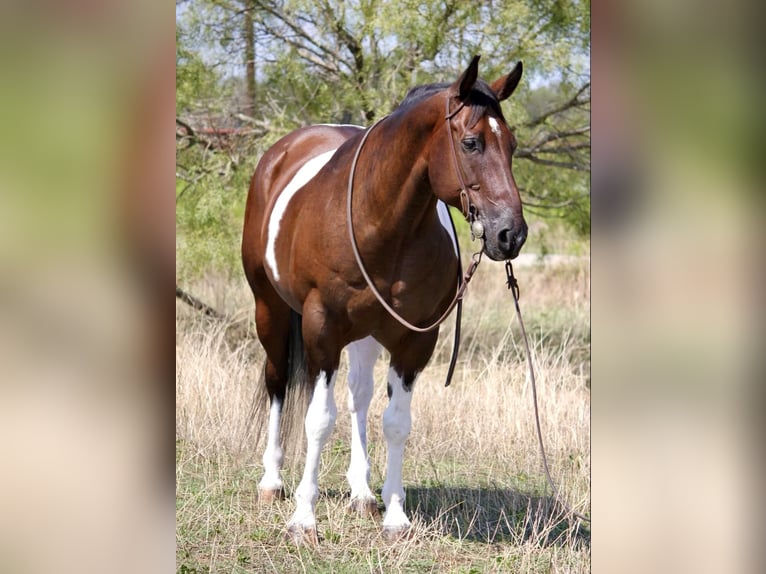 American Quarter Horse Castrone 15 Anni Tobiano-tutti i colori in Weatherford, TX