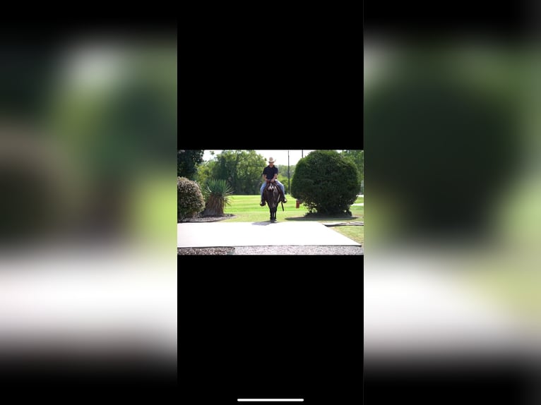 American Quarter Horse Castrone 16 Anni 122 cm Morello in Forney TX