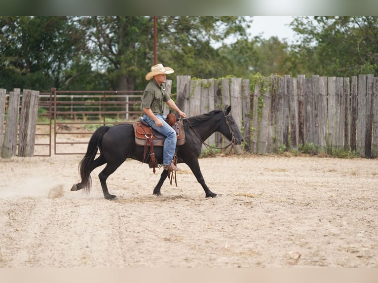 American Quarter Horse Castrone 16 Anni 122 cm Morello in Forney TX