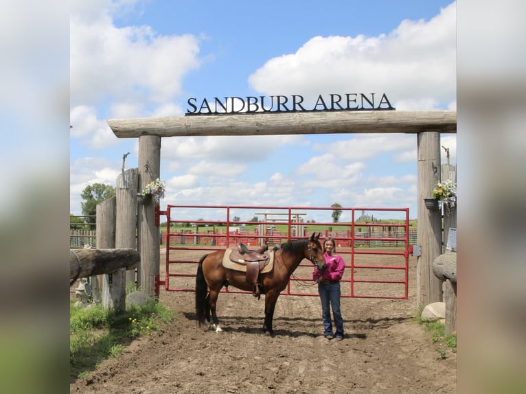 American Quarter Horse Castrone 16 Anni 132 cm Baio ciliegia in Lisbon IA