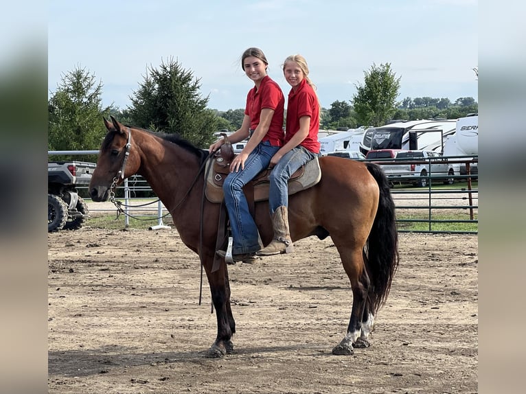 American Quarter Horse Castrone 16 Anni 132 cm Baio ciliegia in Lisbon IA