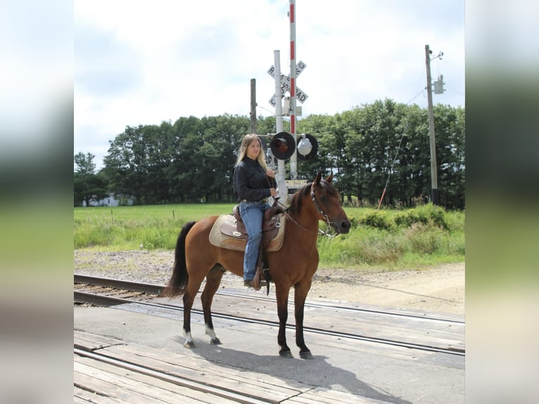 American Quarter Horse Castrone 16 Anni 132 cm Baio ciliegia in Lisbon IA