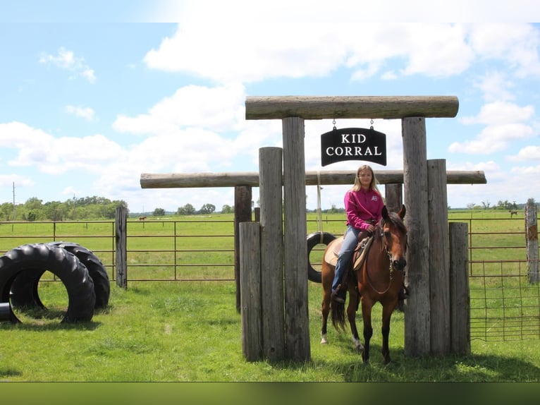 American Quarter Horse Castrone 16 Anni 132 cm Baio ciliegia in Lisbon IA