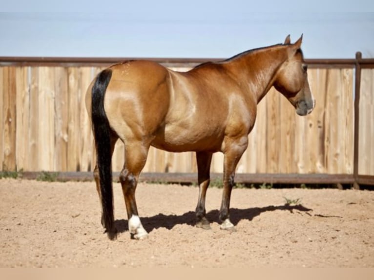 American Quarter Horse Castrone 16 Anni 137 cm Pelle di daino in Amarillo Tx