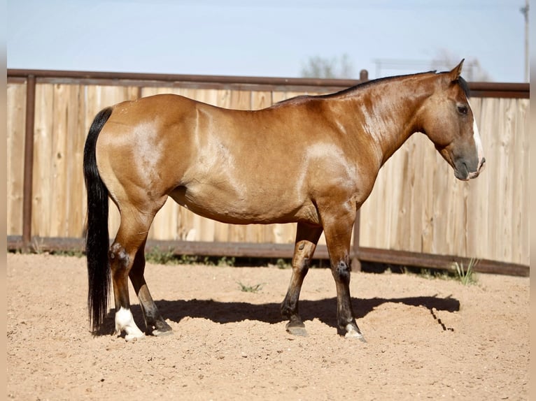 American Quarter Horse Castrone 16 Anni 137 cm Pelle di daino in Amarillo Tx