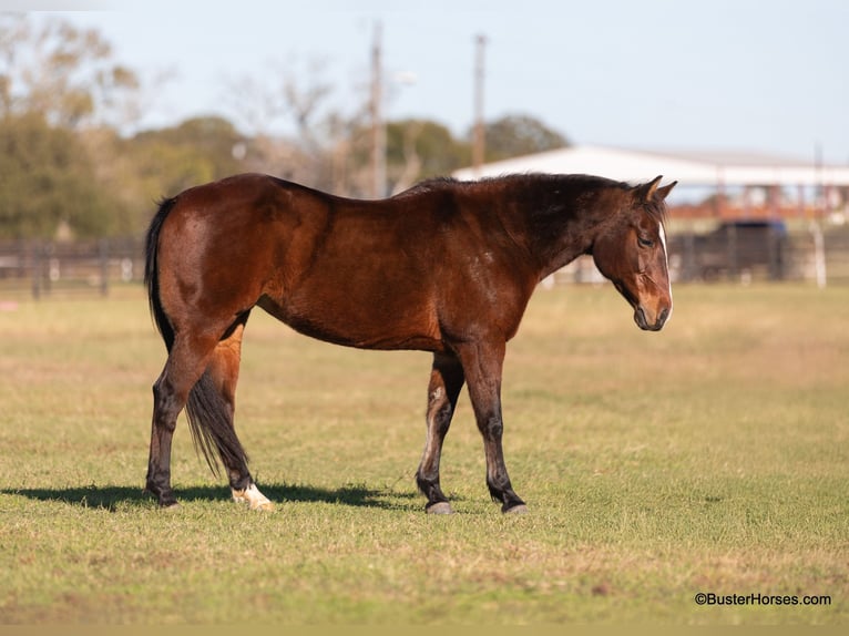 American Quarter Horse Castrone 16 Anni 142 cm Baio ciliegia in Weatherford TX