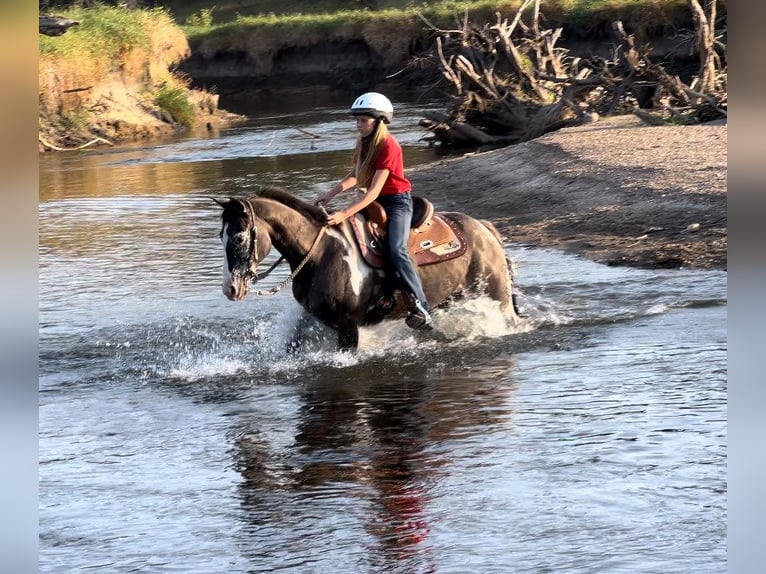 American Quarter Horse Castrone 16 Anni 142 cm Grullo in Lisbon IA