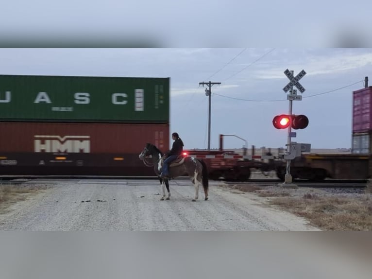 American Quarter Horse Castrone 16 Anni 142 cm Grullo in Lisbon IA