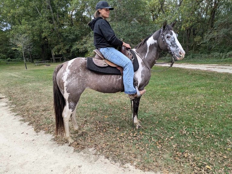 American Quarter Horse Castrone 16 Anni 142 cm Grullo in Lisbon IA