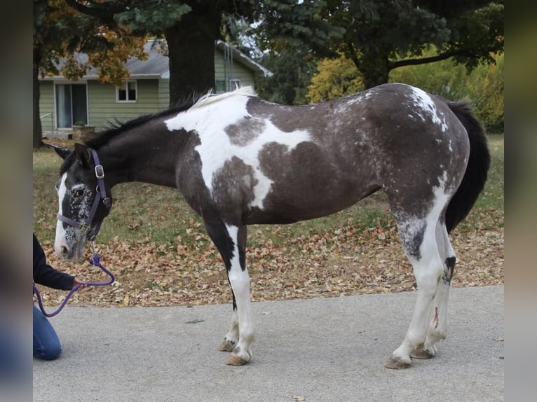 American Quarter Horse Castrone 16 Anni 142 cm Grullo in Lisbon IA