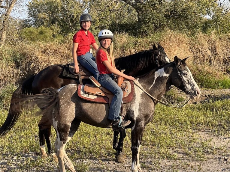 American Quarter Horse Castrone 16 Anni 142 cm Grullo in Lisbon IA