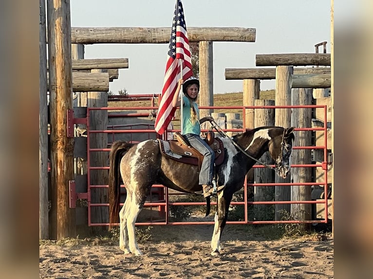 American Quarter Horse Castrone 16 Anni 142 cm Grullo in Lisbon IA