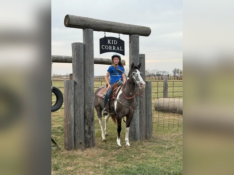 American Quarter Horse Castrone 16 Anni 142 cm Grullo in Lisbon IA