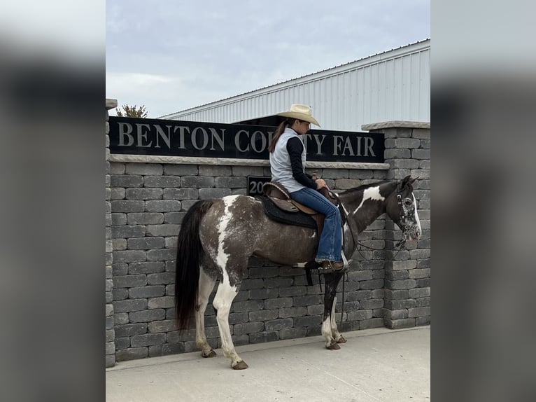 American Quarter Horse Castrone 16 Anni 142 cm Grullo in Lisbon IA