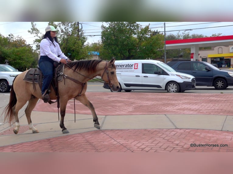 American Quarter Horse Castrone 16 Anni 142 cm Pelle di daino in Weatherford, TX