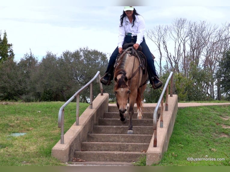 American Quarter Horse Castrone 16 Anni 142 cm Pelle di daino in Weatherford, TX