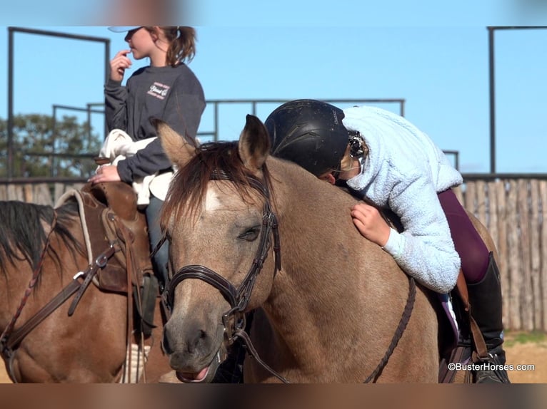 American Quarter Horse Castrone 16 Anni 142 cm Pelle di daino in Weatherford, TX