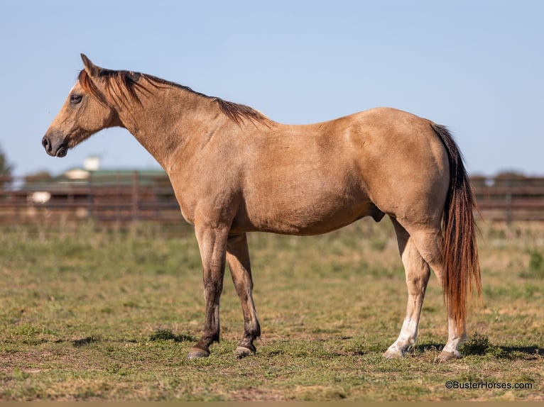 American Quarter Horse Castrone 16 Anni 142 cm Pelle di daino in Weatherford, TX