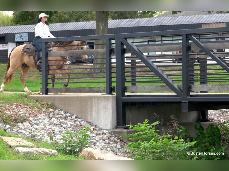 American Quarter Horse Castrone 16 Anni 142 cm Pelle di daino in Weatherford, TX