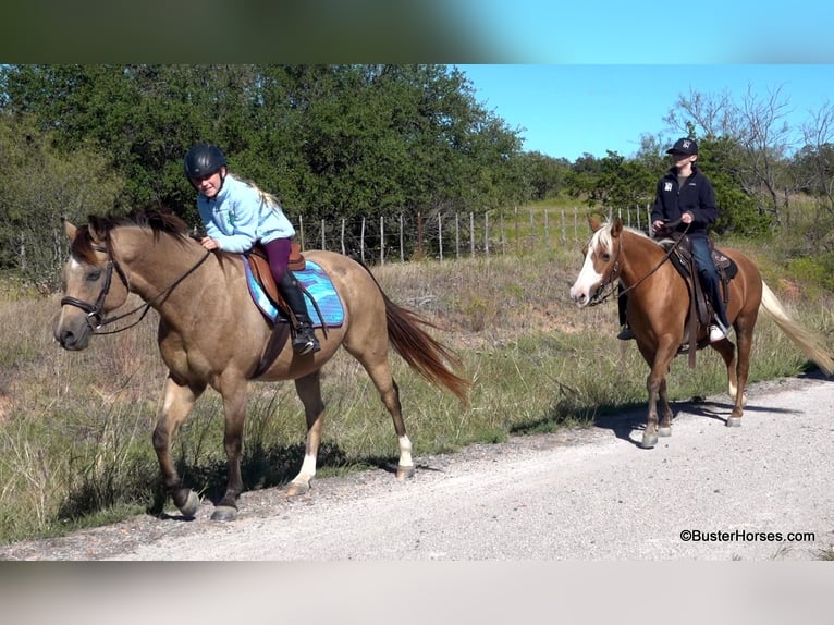 American Quarter Horse Castrone 16 Anni 142 cm Pelle di daino in Weatherford, TX