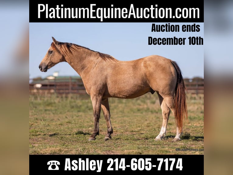 American Quarter Horse Castrone 16 Anni 142 cm Pelle di daino in Weatherford, TX