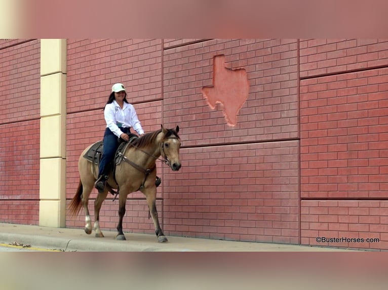 American Quarter Horse Castrone 16 Anni 142 cm Pelle di daino in Weatherford, TX