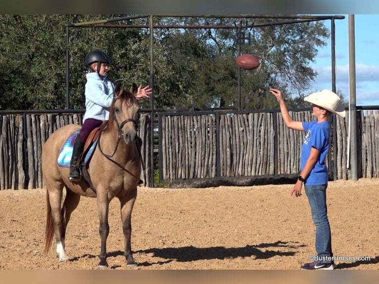 American Quarter Horse Castrone 16 Anni 142 cm Pelle di daino in Weatherford, TX